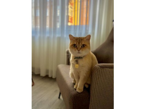 Ücretsiz Sahiplendirme British Shorthair