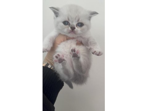 Sevgi Dolu British Shorthair Yavrularımız