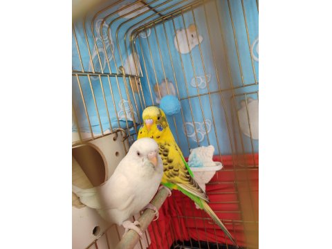 Çift Muhabbet Kuşu