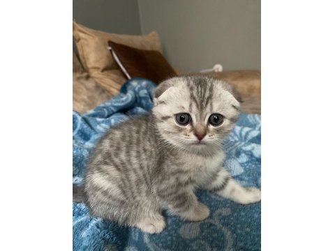 Scottish Fold Silver Bebek