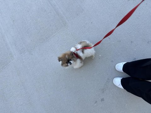 Anne Pekinez Baba Pomeranian