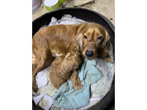 45 Günlük İngiliz Cocker