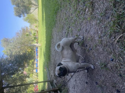 Pug Annelik Tecrübeli Dişi