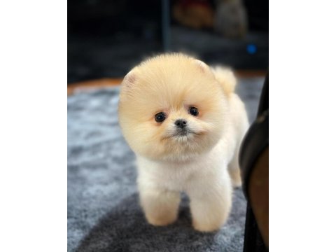 Teddy Bear Pomeranian Boo
