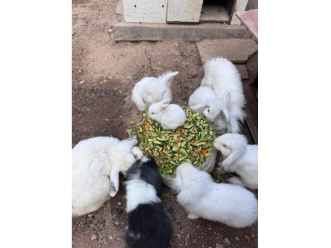 Hollanda Lop Tavşanlar