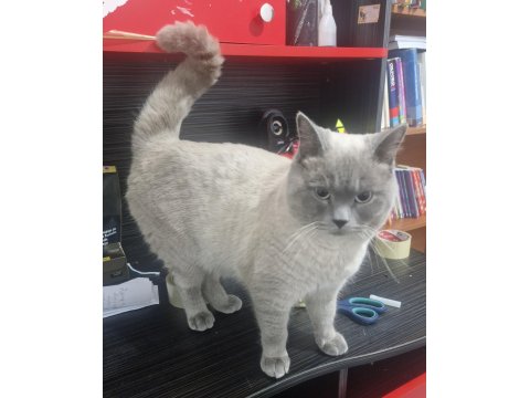 Kedimize Yeni Evini Ve Sahibini Arıyorum