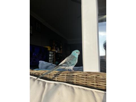 Şarkıcı Pareket Papağanımız