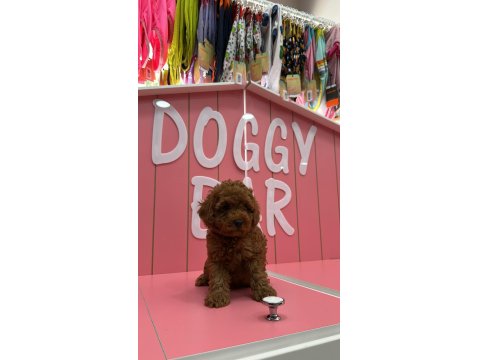 Tüy Yumakları Köpeklerimiz Yeni Mutlu Ailesini Arıyor