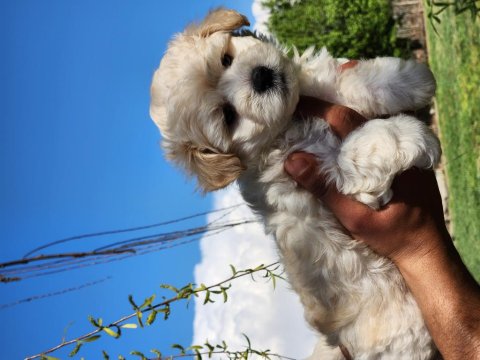 Mini Boy Maltipo Bebekler