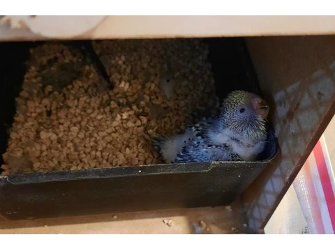 Show Muhabbet Kuşu Açıklamayı Okuyunuz