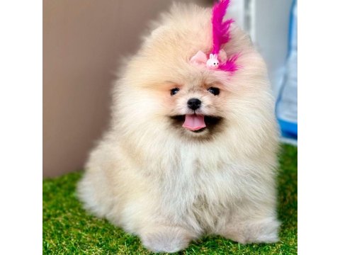 Safkan Pomeranian Boo Yavrular İçin Ulaşın