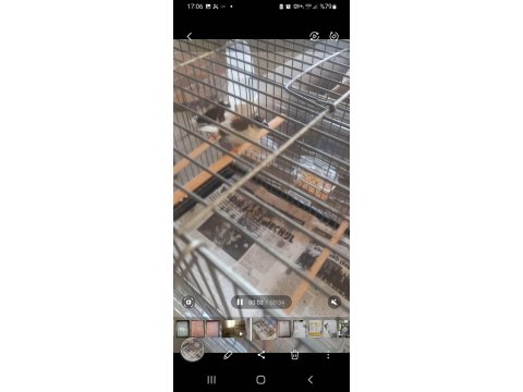 Damızlık Yumurtalı Bengay