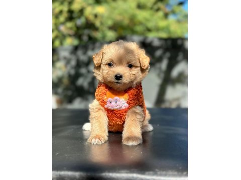 Kampanyalı Poodle Bebekler