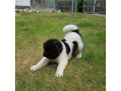 Amerikan Akita Yavru Köpekler