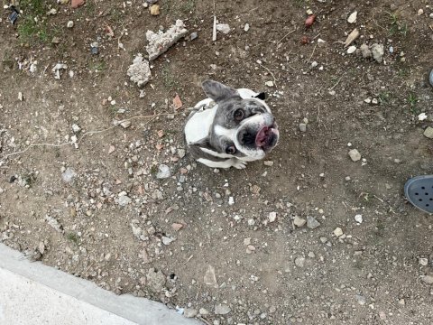 French Bulldog İki Yaşında Erkek Blue Merle