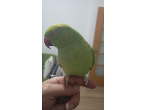 Evcil Çift Pakistan Papağanı Dişi Konuşuyor