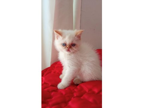 İran Kedisi 2 Aylık Yavrular