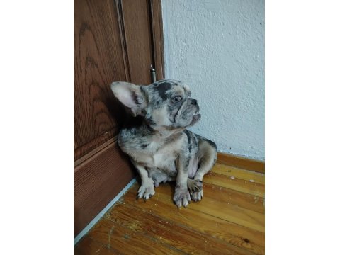 A Kalite Blue Merle Fransız Bulldog Dişi 1.5-2 Yaş