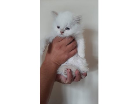 Blue Point Scottish-British Shorthair Yavrular Sahiplendirme