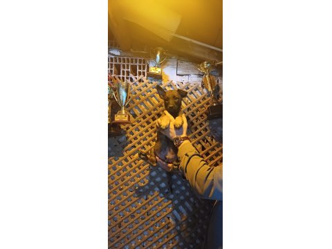 Sağlam Kan Hattı İri Belçika Kurdu Oğlanlar