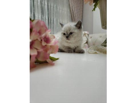 Güzel British Shorthair Bebeklerim