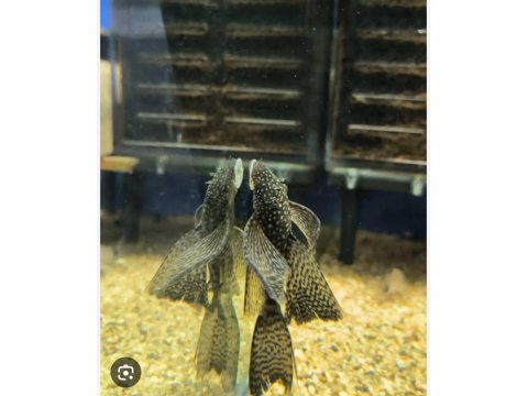 A Kalitesi İki Adet Büyüyebilen Vatoz