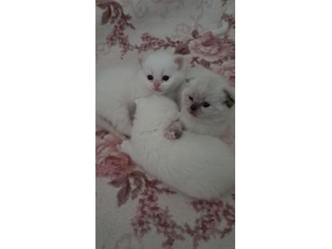 Yavru British Kediler