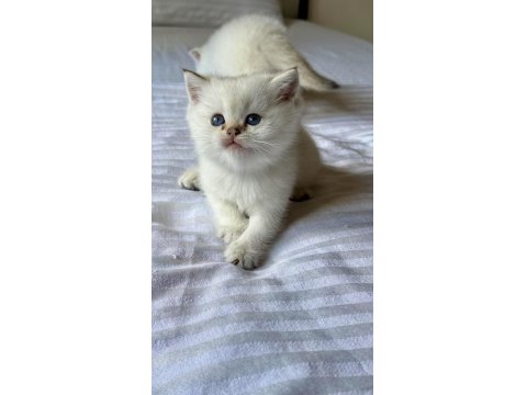 Şecereli Anne Babadan Son Yavru Kedimiz