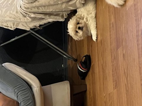 Zıpır Pekinez Kardeşler