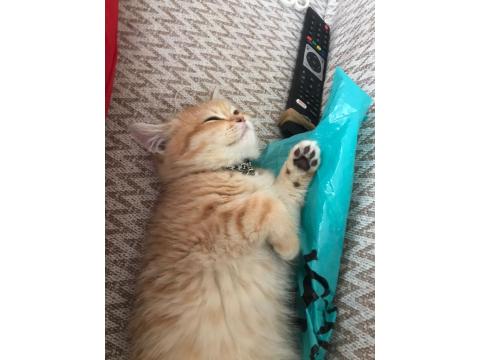 British 3 Aylık Dişi Yavru