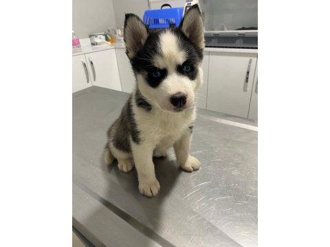 Sibirya Kurdu (Husky) Erkek Ve Dişi Köpeğimiz