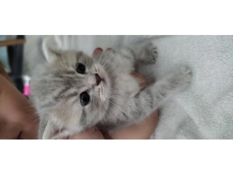 1 Aylık British Shorthair Yavrular
