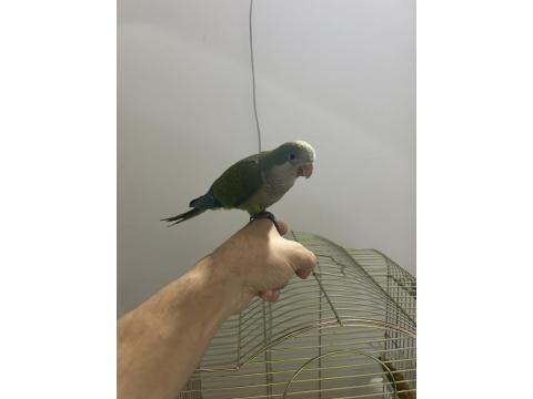 1.5 Aylık Full Evcil Oyuncu Ele Gelen Monk Papağanı