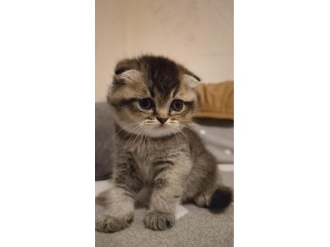 Güzeller Güzeli Scottish Foldlar