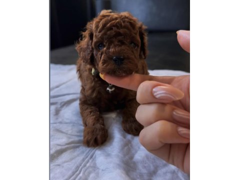 Teslime Hazır Kore Red Brown Poodle
