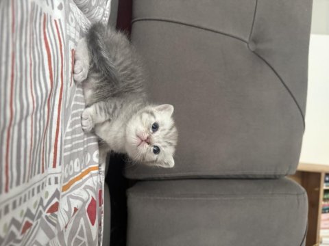 British Shorthair Bebek Kediler