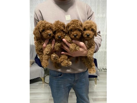 A Kalite Orjinal Koyu Toy Poodle