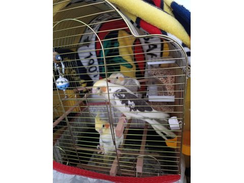 Ele Alışkın Isırma Bilmezler Evcil Çok Güzel Çift Sultan Papağanı