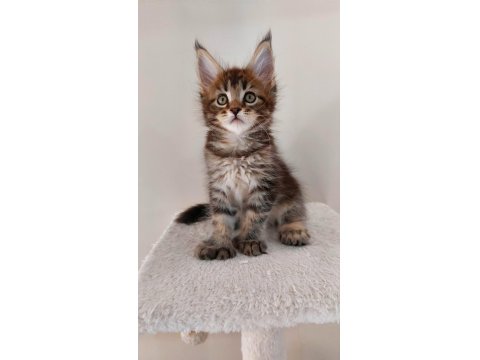 Full Şecereli Maine Coon Unvanlı Ebeveynlerden Polydactil