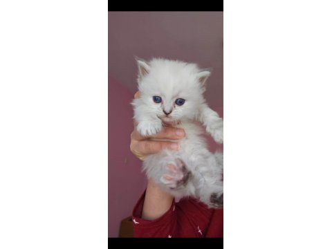 3 Dişi British Longhair