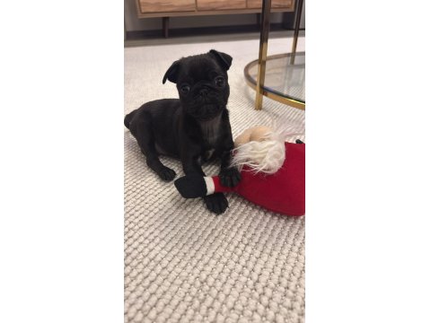 Açık Satılık Pug Geleni Üzmem
