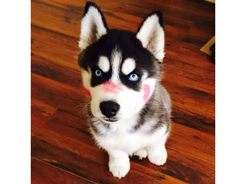 Mavi Boncuk Husky Kimdeyse Benim Gönlüm Ondadır