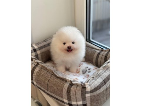 Pomeranian Boo Teddy Bear Yavrularımız