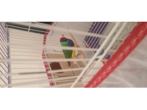 Genç Gokkuşağı İspinozu