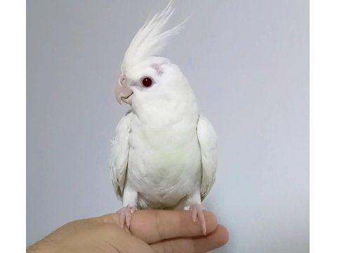 Yeni Yeme Düşen Papağan Yavruları