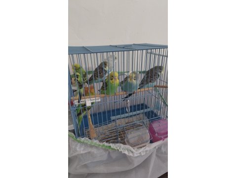 Sahiplendirilecek Muhabbet Kuşu Yavruları