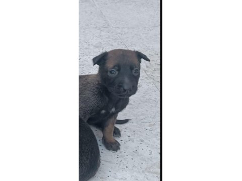 Belçika Kurdu Yavruları 8 Adet