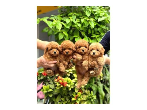 Toy Poodle Güzel Yavrularım