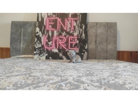 Lilac Ve Beyaz Renkli British Yavrular