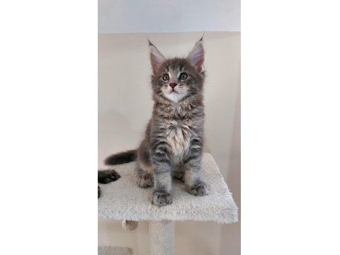 Safkan Maine Coon Yavruları Full Şecereli Ünvanlı Ebeveynlerden